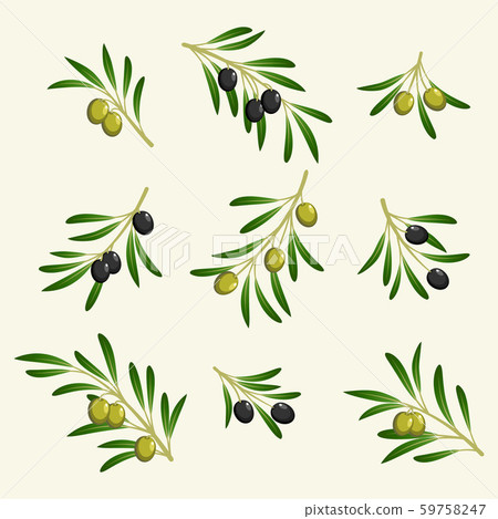 vector collection of olive branch 59758247