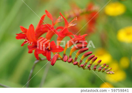 Montoburechia 59759841