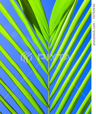 leaf palm on sky background 59760640