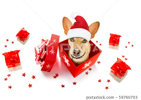 christmas santa claus dog 59760703