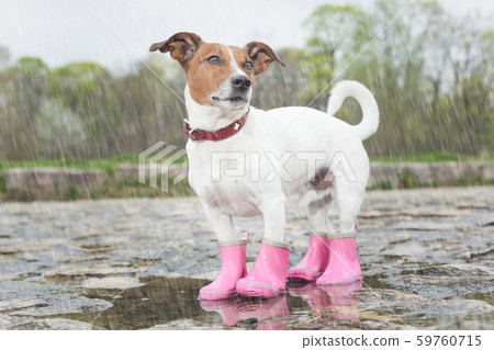 dog in the rain dog in the rain 59760715