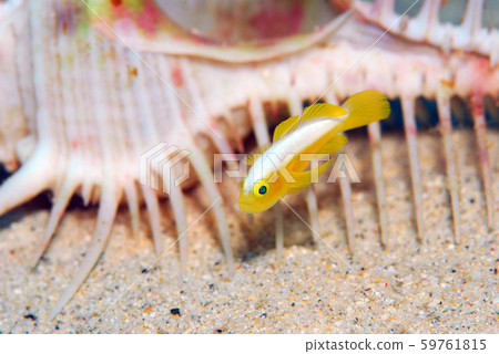 Nakamoto Irowake陰霾沖繩 Nakamoto Irowake陰霾沖繩 59761815