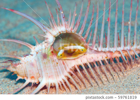 Nakamoto Irowake haze Okinawa 59761819