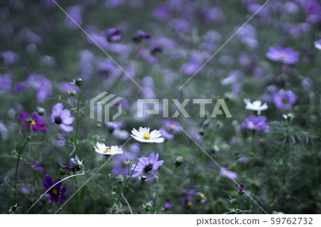 波斯菊花 59762732