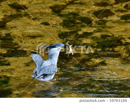 Sagogo taking a beautiful and clean wedding-colored Oikawa 59763189