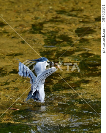 Sagogo搭配美麗乾淨的婚禮色大川 59763191