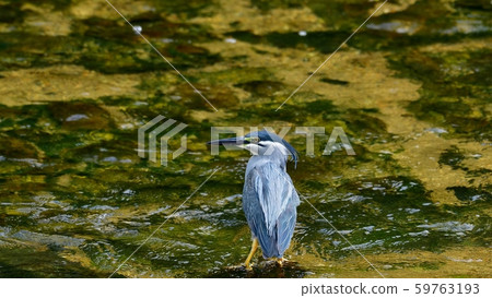 Sagogo taking a beautiful and clean wedding-colored Oikawa Sagogo taking a beautiful and clean wedding-colored Oikawa 59763193