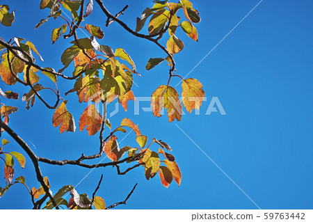 Autumn leaves of dogwood 59763442