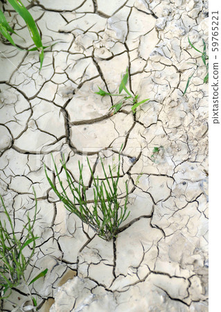 Plants that sprout from dry ground Plants that sprout from dry ground 59765221