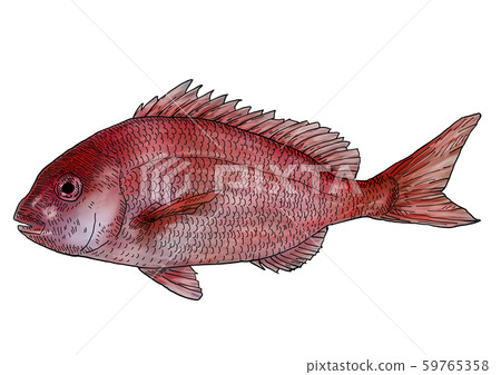 Red snapper - Stock Illustration [59765358] - PIXTA