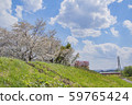 櫻花 59765424