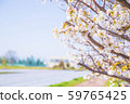 櫻桃樹 59765425