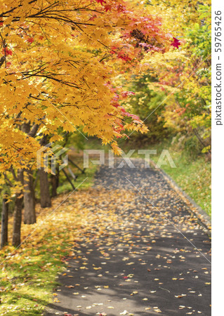 Autumn leaves 59765426