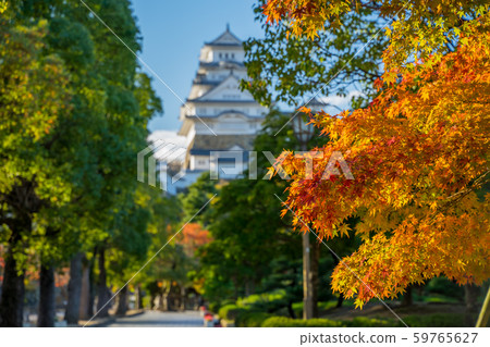 Autumn leaves and Himeji castle 59765627