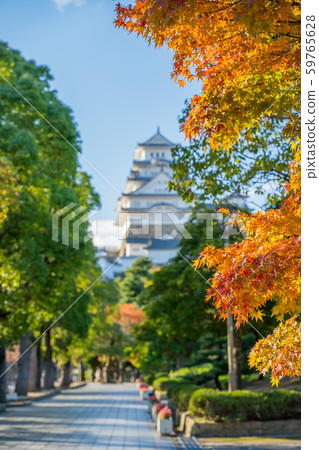 Autumn leaves and Himeji castle 59765628