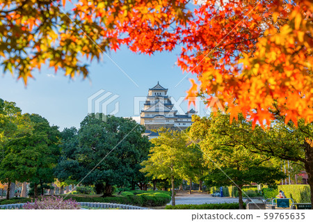 Autumn leaves and Himeji castle 59765635