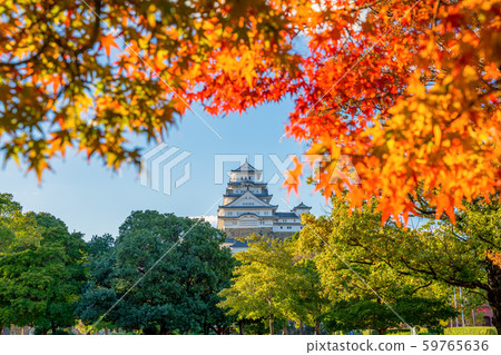Autumn leaves and Himeji castle 59765636