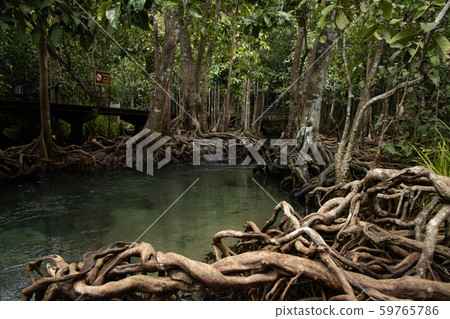 Tha pom mangrove forest, Tha Pom Khlong Song Nam Tha pom mangrove forest, Tha Pom Khlong Song Nam 59765786
