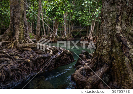 Tha pom mangrove forest, Tha Pom Khlong Song Nam 59765788