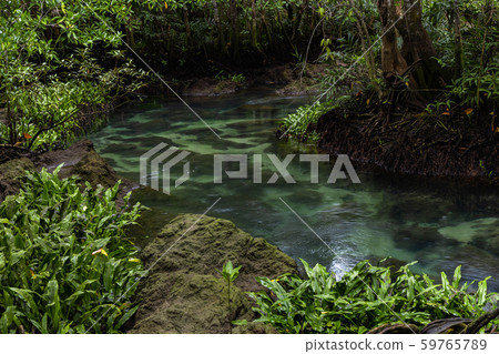 Tha pom mangrove forest, Tha Pom Khlong Song Nam 59765789