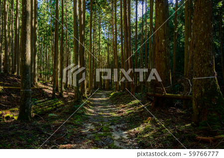Coniferous forest 59766777