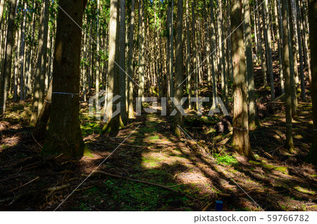 Coniferous forest 59766782