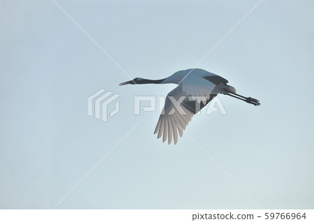 Tanzokuru在背光(北海道·Tsurui)飛行 Tanzokuru在背光(北海道·Tsurui)飛行 59766964