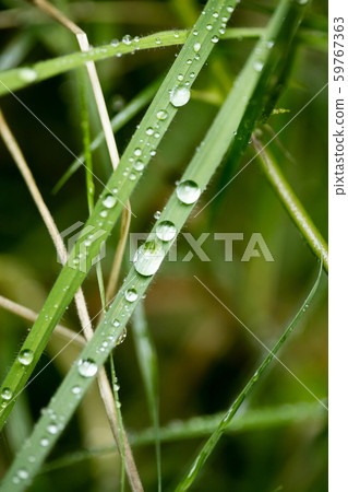 Rain drops on leafs macro background high quality prints 59767363