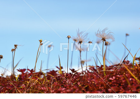 Gingulma autumn leaves and blue sky (Hokkaido Ginsendai) Gingulma autumn leaves and blue sky (Hokkaido Ginsendai) 59767446
