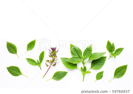 Sweet Basil leaves on white 59768937