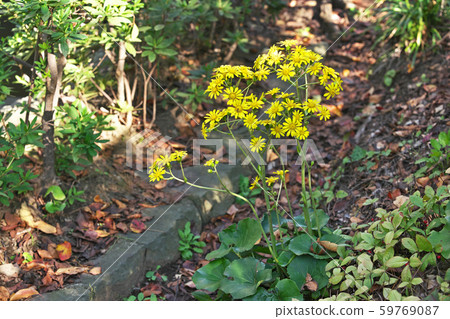 黃色山茶花 59769087