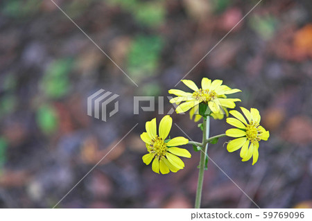 Yellow camellia flower Yellow camellia flower 59769096