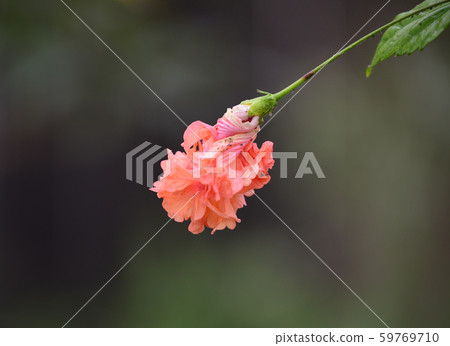 花的世界,花節花卉園 花的世界,花節花卉園 59769710