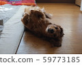 Adorable Dog Dachshund 59773185