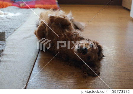 可愛的狗臘腸狗 59773185