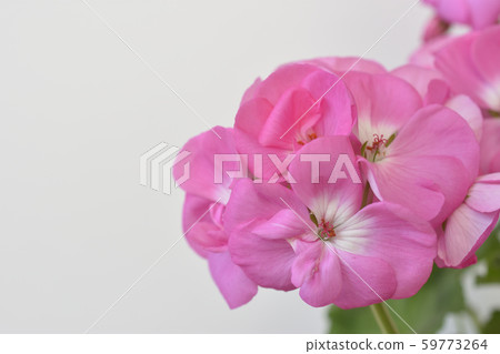 天竺葵 天竺葵 59773264