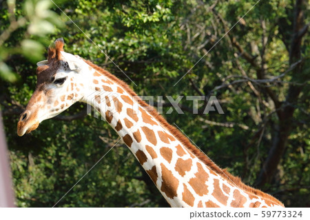 Giraffe's face 59773324