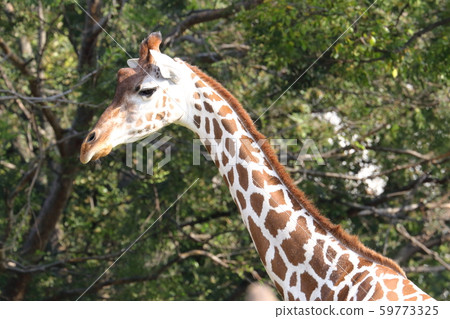 Giraffe's face Giraffe's face 59773325
