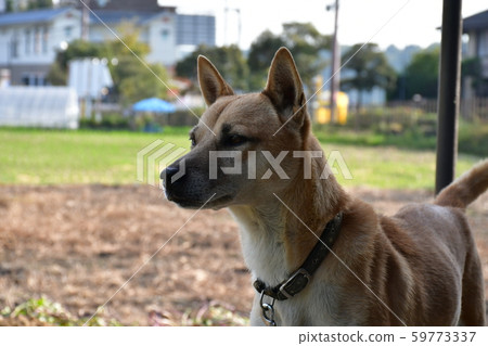 狗和稻田 狗和稻田 59773337