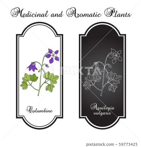 Columbine aquilegia vulgaris , or granny s bonnet, medicinal plant 59773425