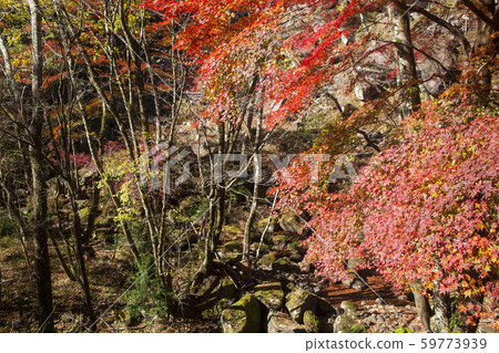 Shinkakuji Valley autumn leaves 59773939