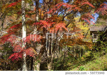 Shinkakuji Valley autumn leaves 59773940
