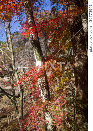Shinkakuji Valley autumn leaves Shinkakuji Valley autumn leaves 59773941