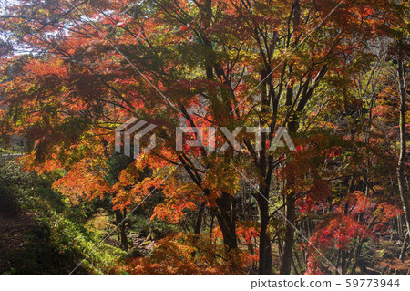 Shinkakuji Valley autumn leaves Shinkakuji Valley autumn leaves 59773944