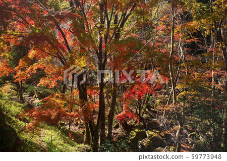 Shinkakuji Valley autumn leaves Shinkakuji Valley autumn leaves 59773948