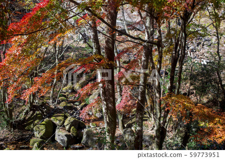 Shinkakuji Valley autumn leaves 59773951
