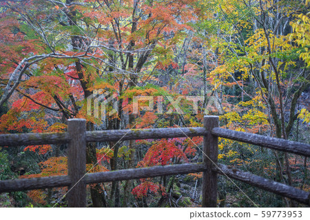Shinkakuji Valley autumn leaves Shinkakuji Valley autumn leaves 59773953