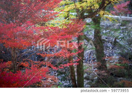 Shinkakuji Valley autumn leaves Shinkakuji Valley autumn leaves 59773955