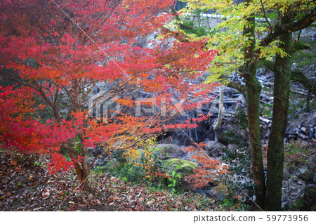 Shinkakuji Valley autumn leaves Shinkakuji Valley autumn leaves 59773956