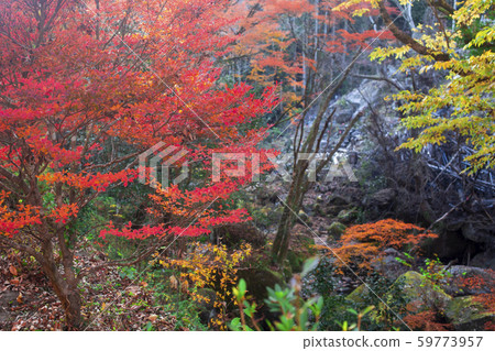 Shinkakuji Valley autumn leaves Shinkakuji Valley autumn leaves 59773957